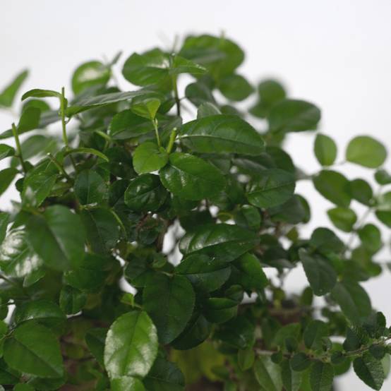 Bonsaï 30cm - Plante d'intérieur- La Green Touch - Image 3