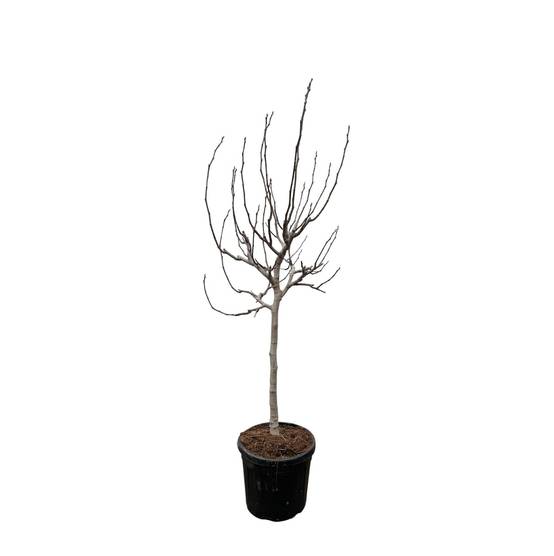 Ficus Carica Sur Tige - D40 H225cm - Image 1