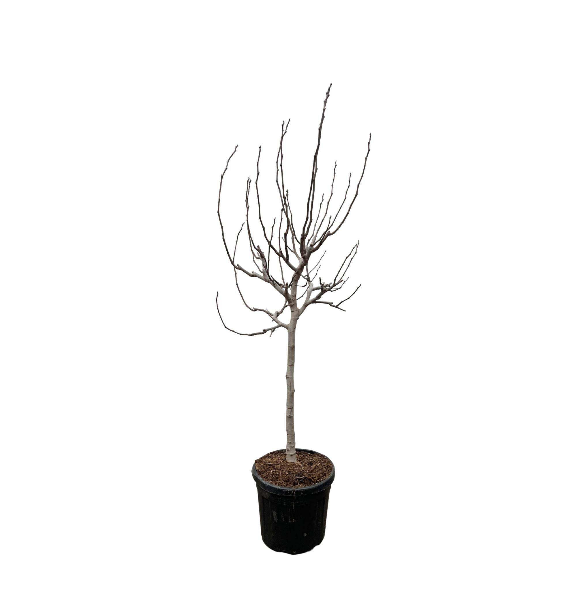 Ficus Carica Sur Tige - D40 H225cm - Image 1