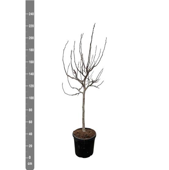 Ficus Carica Sur Tige - D40 H225cm - Image 2