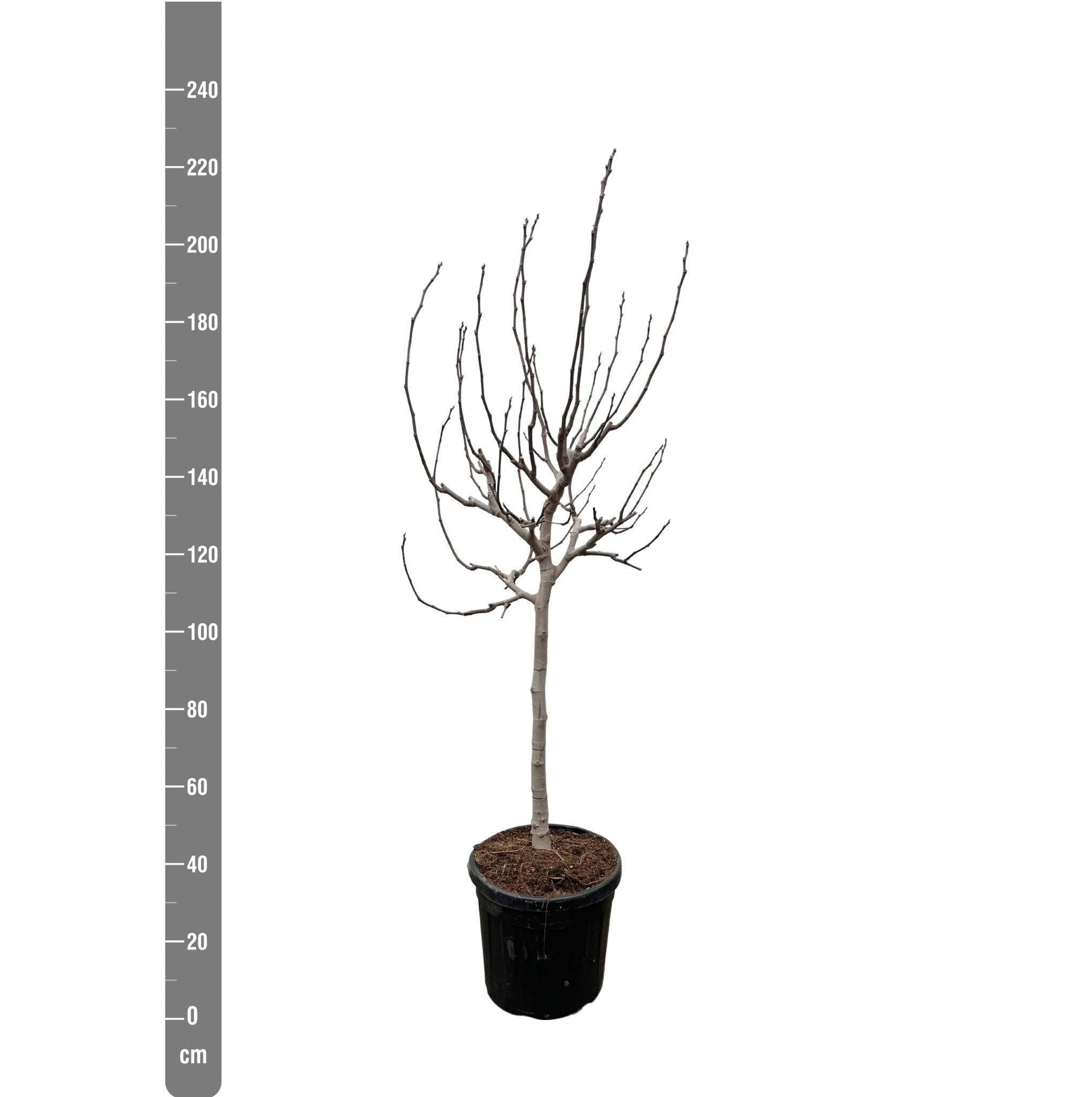 Ficus Carica Sur Tige - D40 H225cm - Image 2