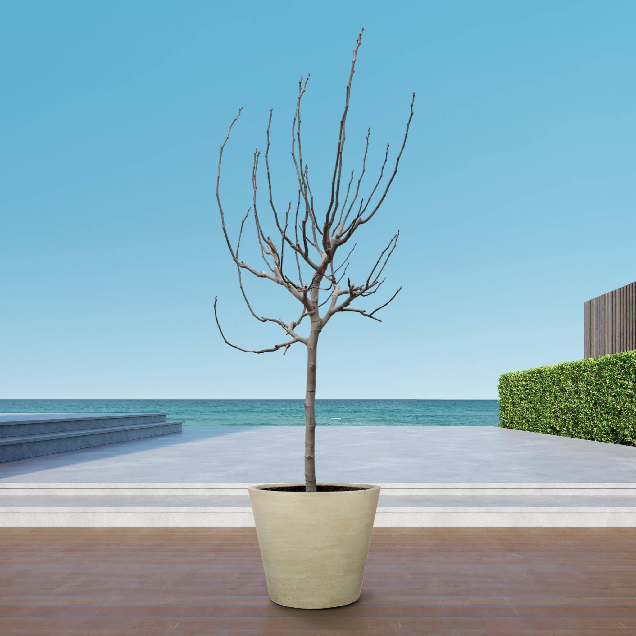 Ficus Carica Sur Tige - D40 H225cm - Image 3