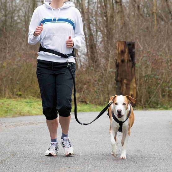 Ceinture ventrale avec laisse pour chiens Tour de ventre: 75-120 cm - Image 2