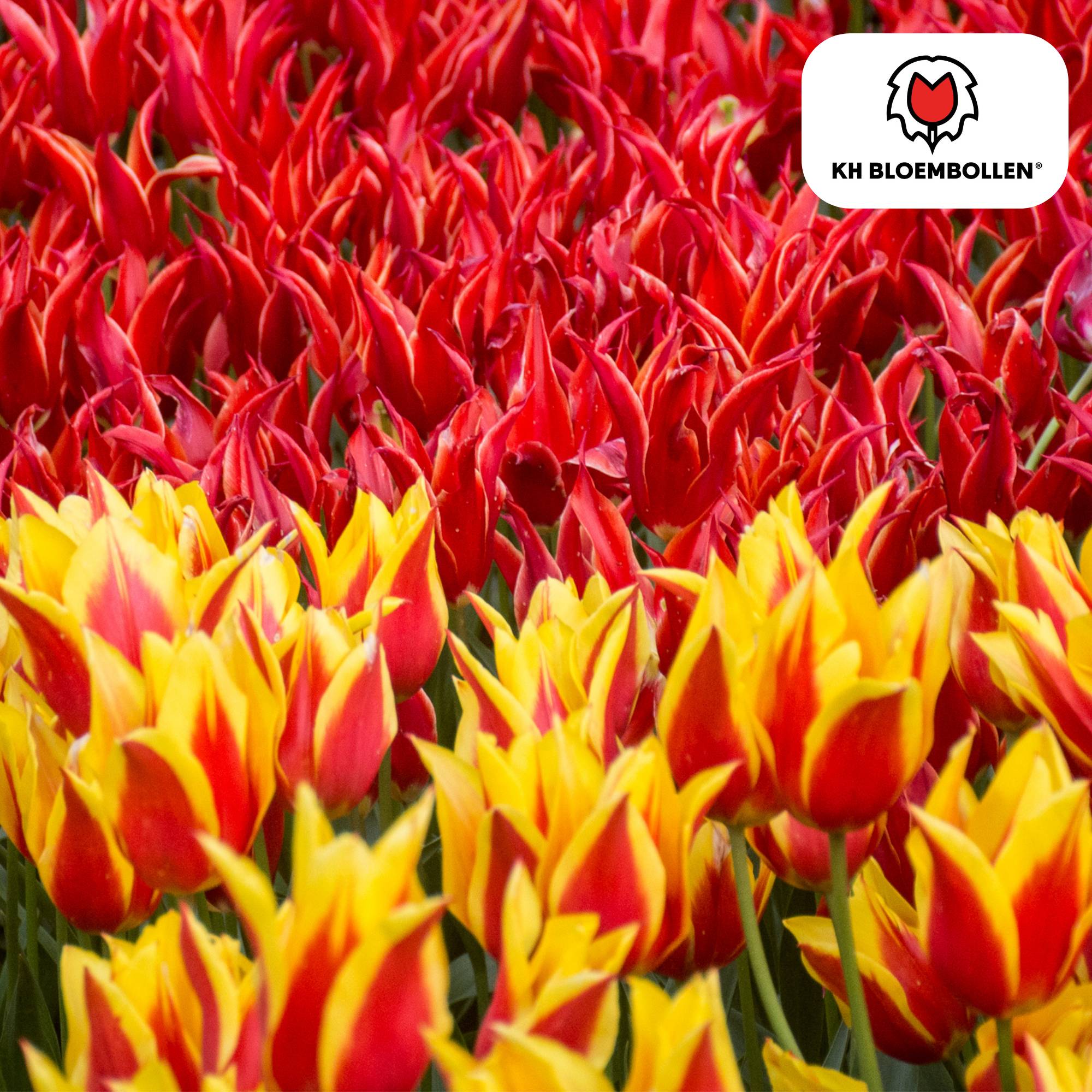 La Green Touch - Tulipe Fire Wings - 20 bulbes - Image 2