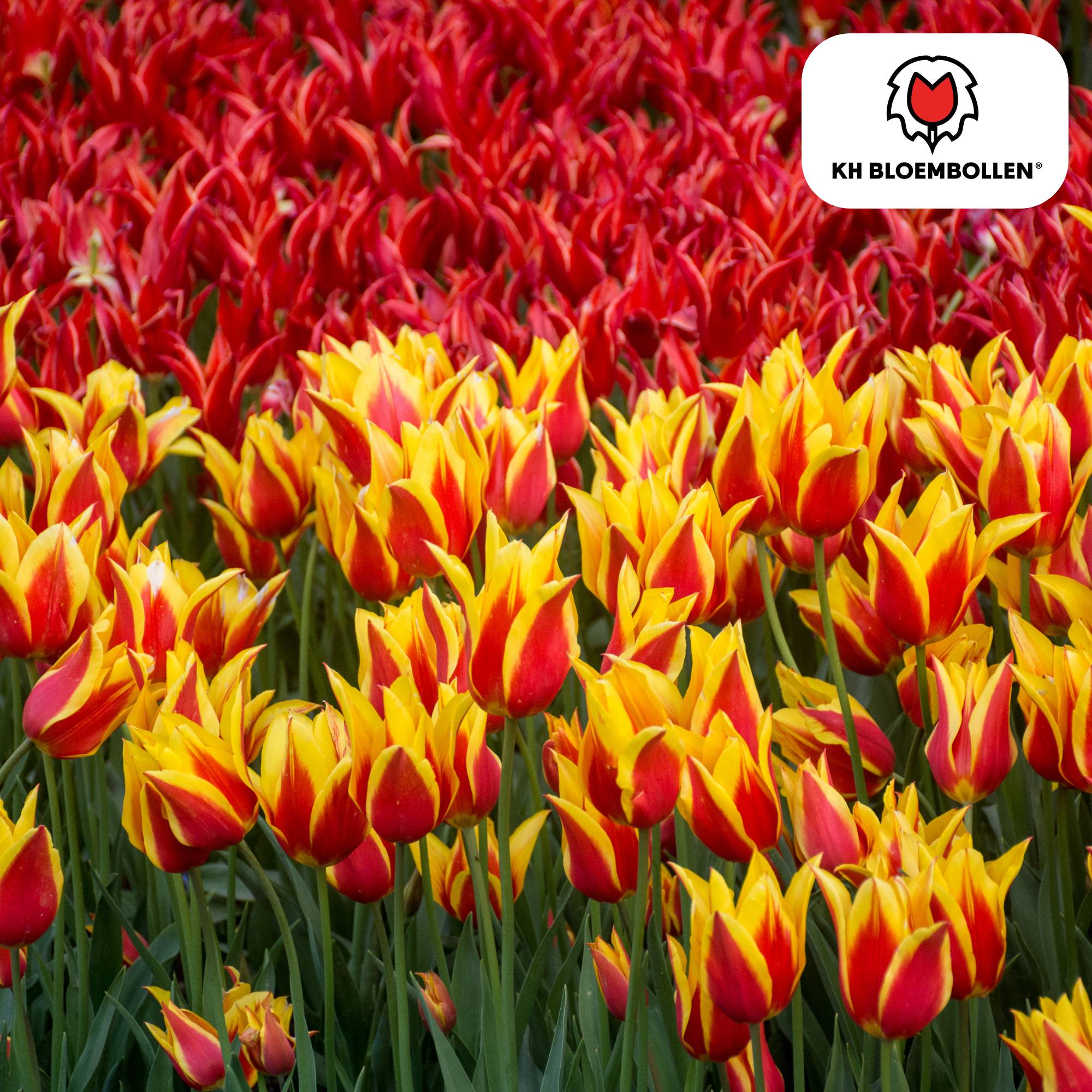 La Green Touch - Tulipe Fire Wings - 20 bulbes - Image 3