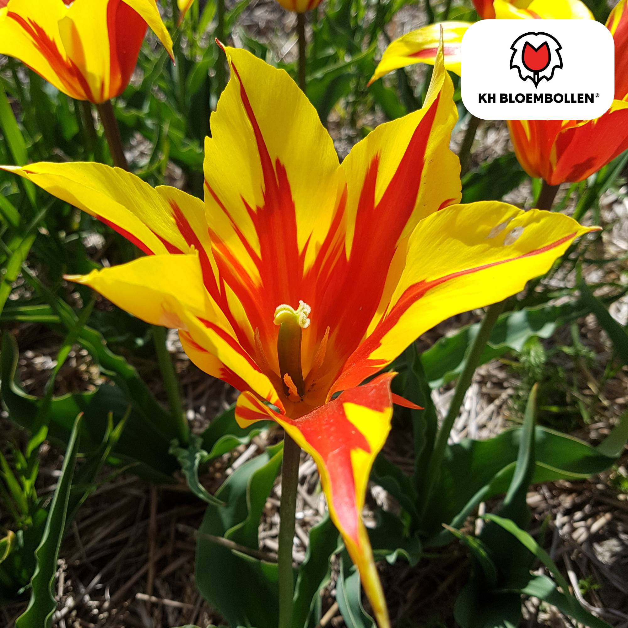 La Green Touch - Tulipe Fire Wings - 20 bulbes - Image 1