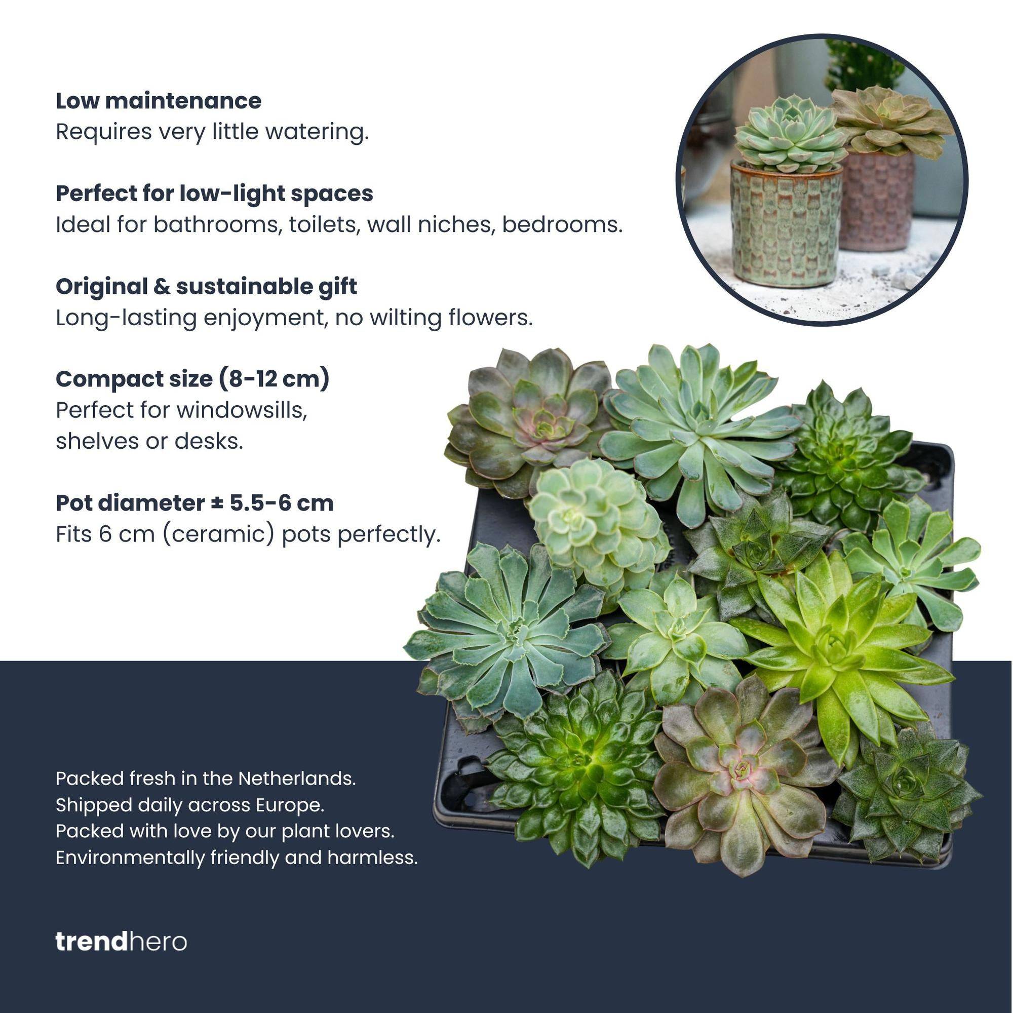 La Green Touch - Succulenten Set de 6 In Keramische Mini Potjes Barcelona - D6 H12cm - Image 4