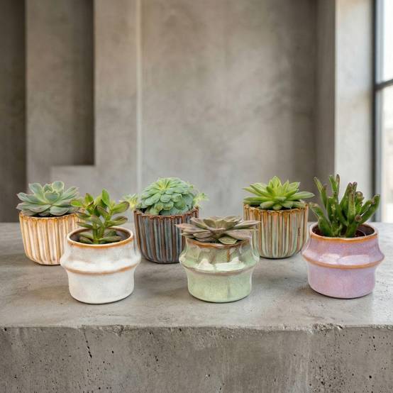 La Green Touch - Succulenten Set de 6 In Keramische Mini Potjes Barcelona - D6 H12cm - Image 3