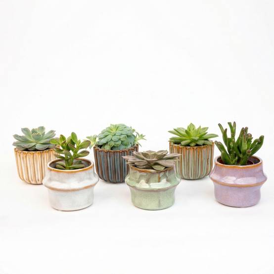 La Green Touch - Succulenten Set de 6 In Keramische Mini Potjes Barcelona - D6 H12cm - Image 1