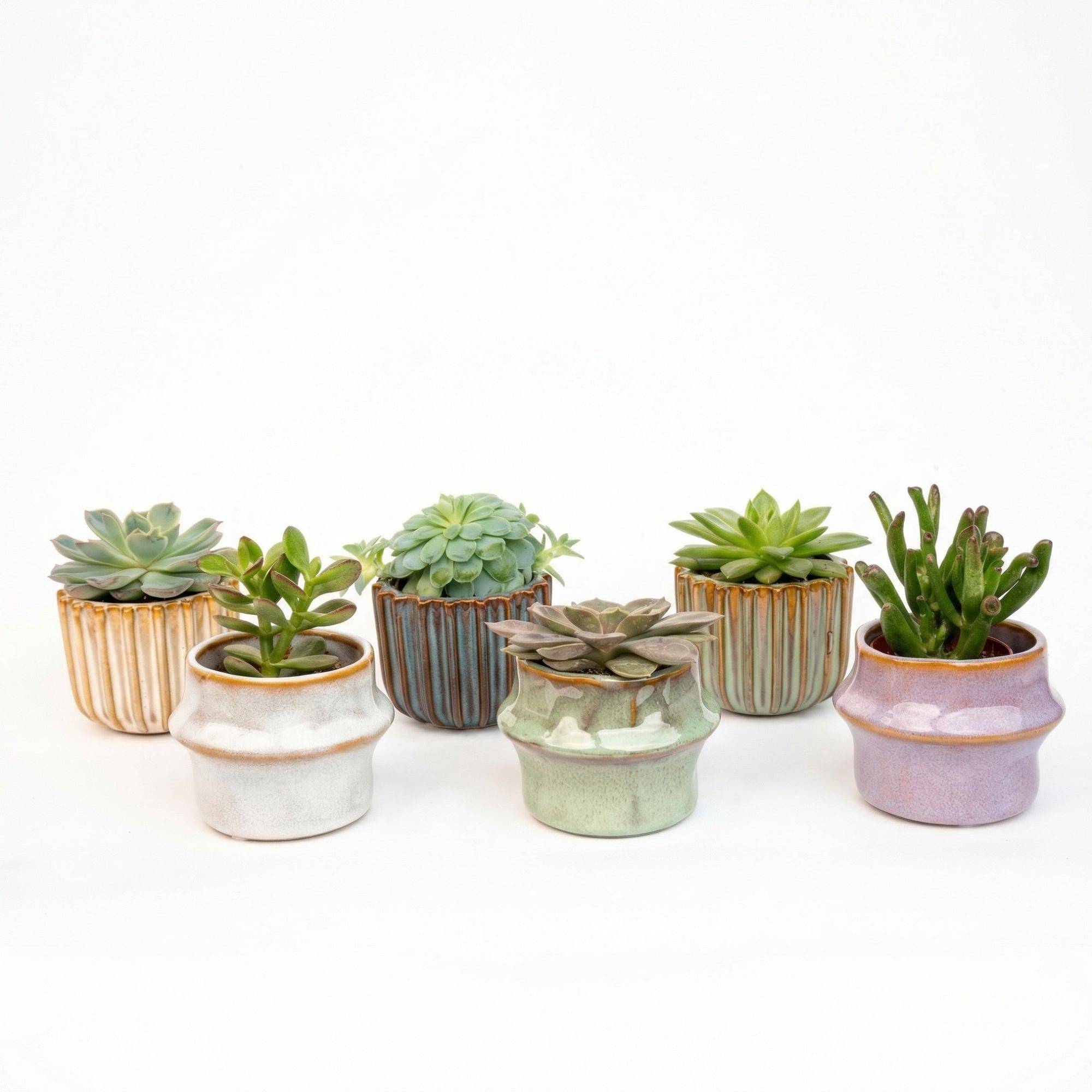 La Green Touch - Succulenten Set de 6 In Keramische Mini Potjes Barcelona - D6 H12cm - Image 1