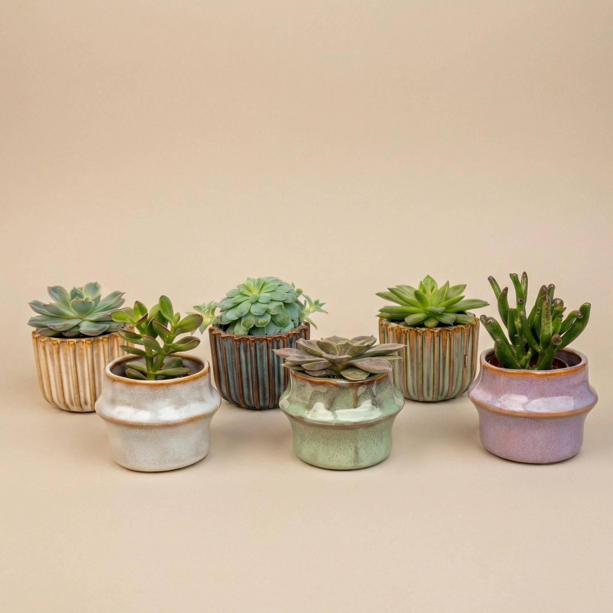 La Green Touch - Succulenten Set de 6 In Keramische Mini Potjes Barcelona - D6 H12cm - Image 2
