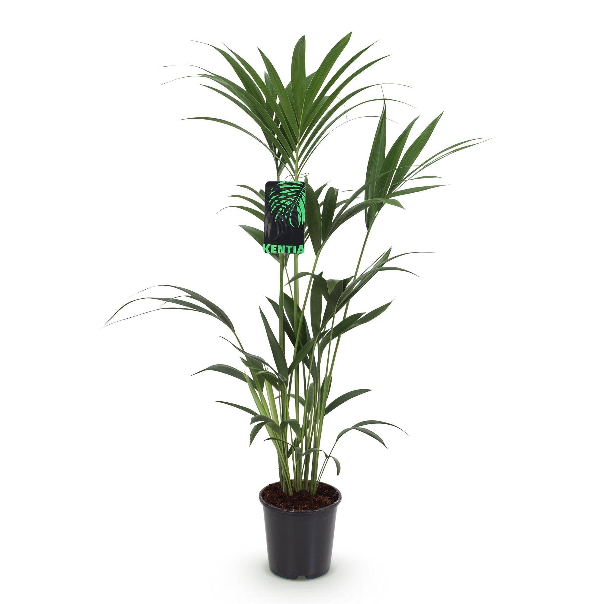 La Green Touch - Palmier Kentia - D21 H130cm - Image 3