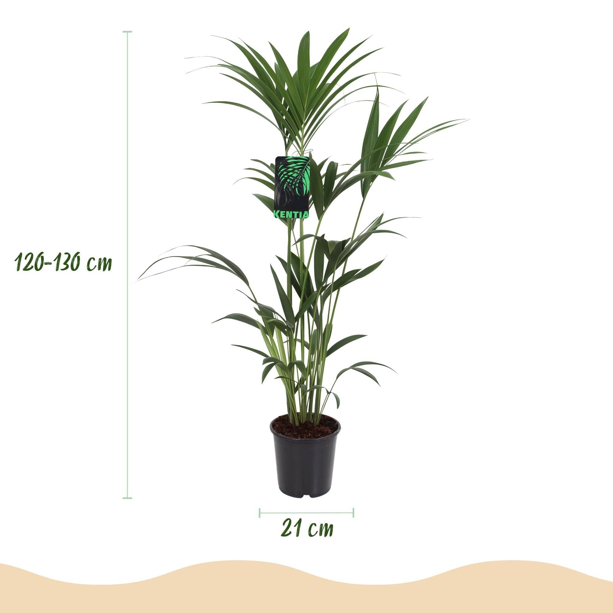 La Green Touch - Palmier Kentia - D21 H130cm - Image 4
