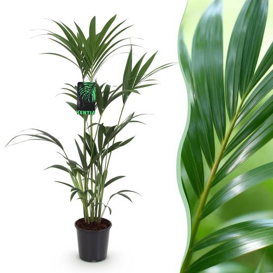 La Green Touch - Palmier Kentia - D21 H130cm - Image 2