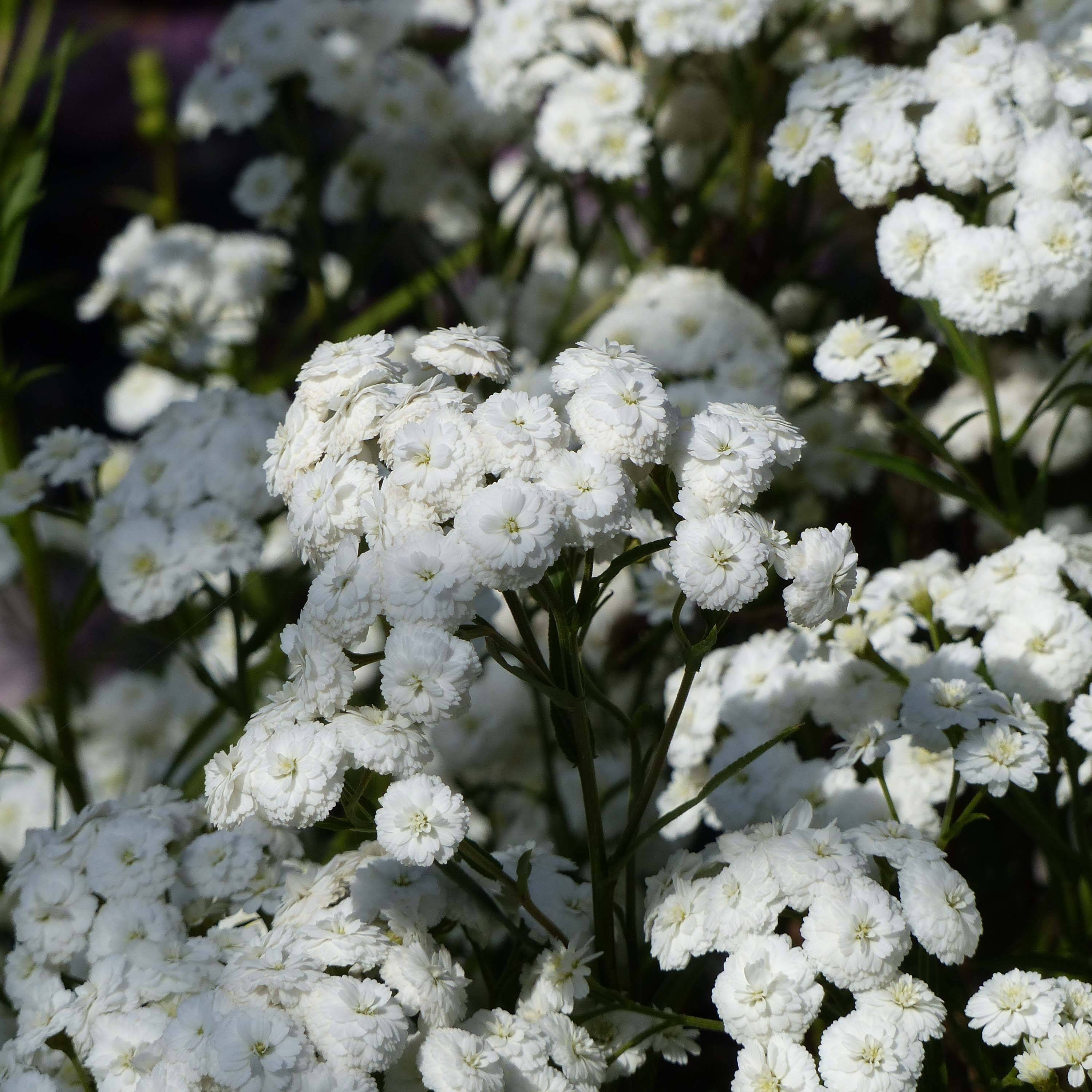 Achillée ptarmica Perry's White Godet de 8/9 cm