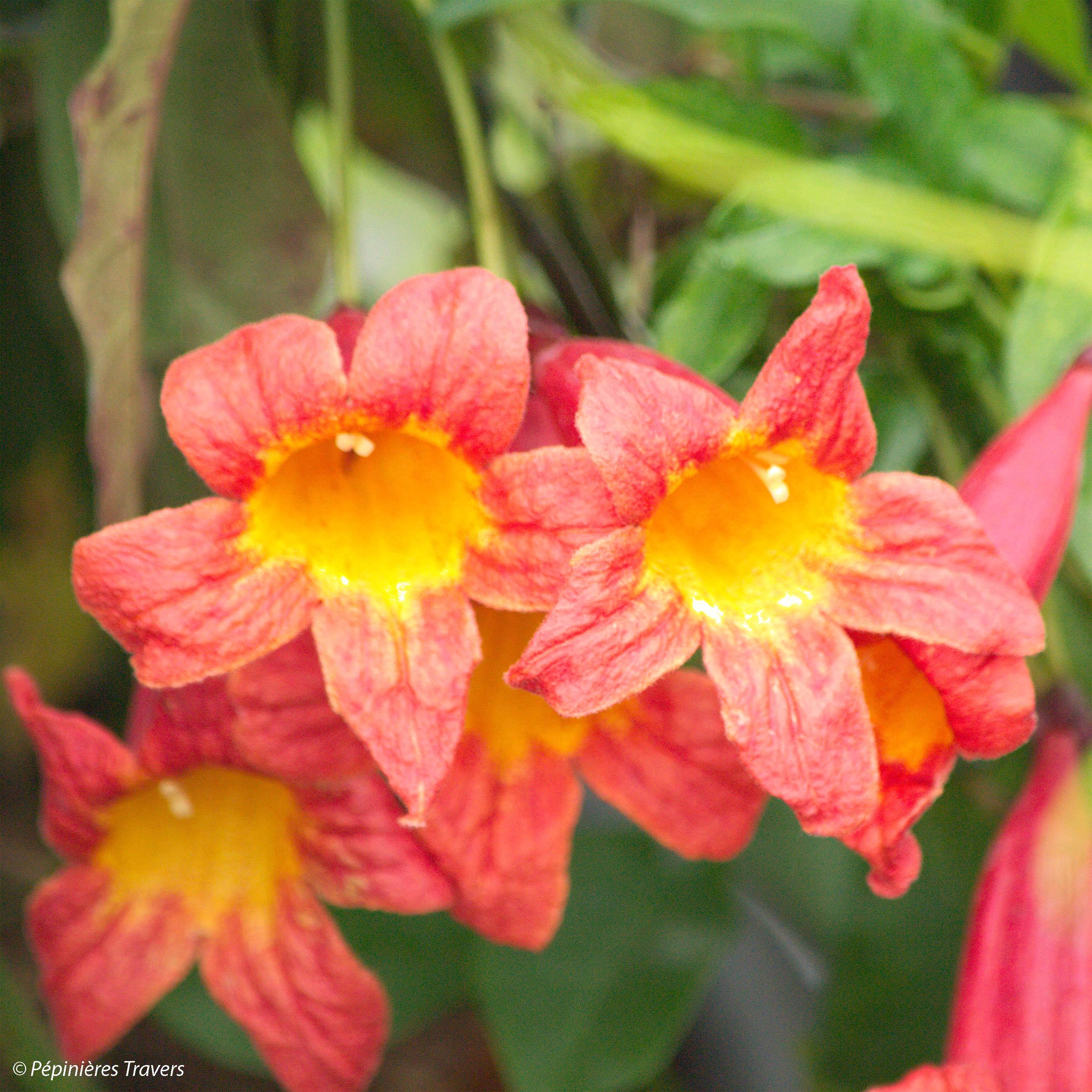 Campsis capreolata Tangerine Beauty - Bignone à vrilles Pot de 2L/3L