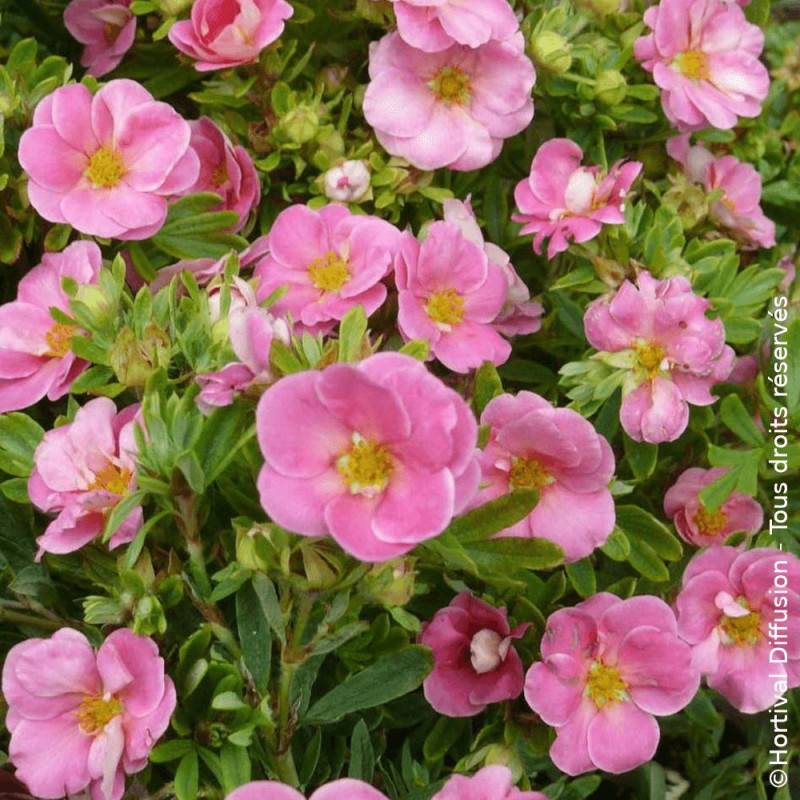 Potentille arbustive Pink Paradise®, Potentilla à fleurs Rose - feuillage Caduc - Pot de 3L - 20/40 cm-  hauteur à maturité De 0,50 m à 1,00 m - Image 1