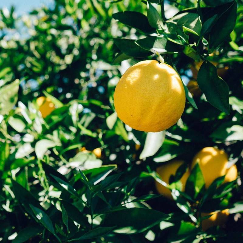 Citronnier 4 Saisons, Citrus - Bon rendement - Pot de 5L - 1/4 tige - De 2,00 m à 2,50 m - Image 3