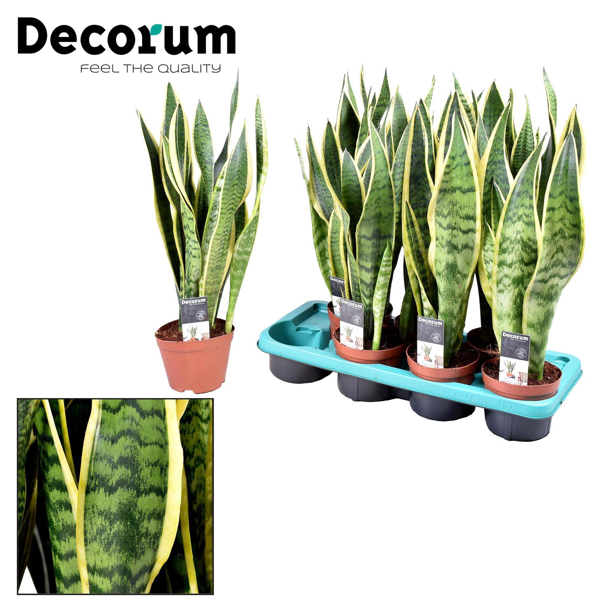La Green Touch - Sansevieria Laurentii - D14 H55cm