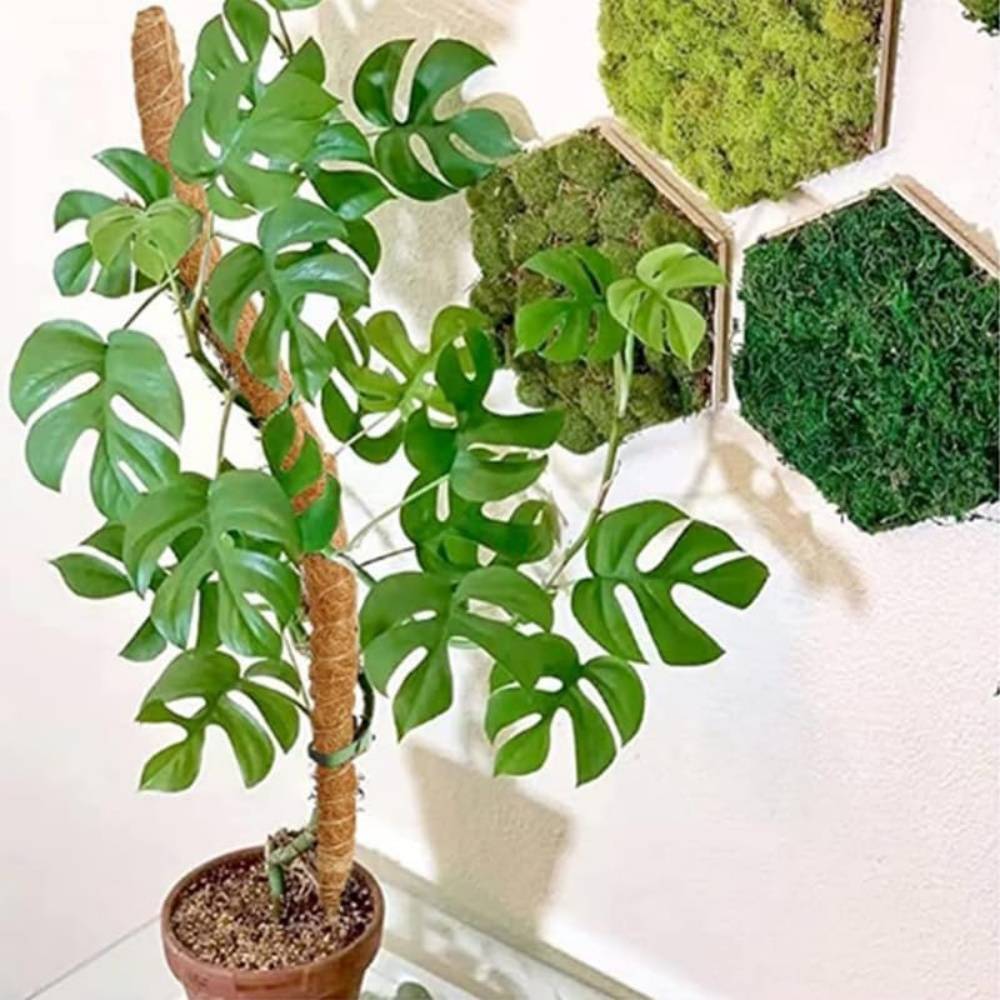 Tuteur en coco flexible et transformable pour les plantes 60CM Paquet de 2 MCBOSON - Image 6