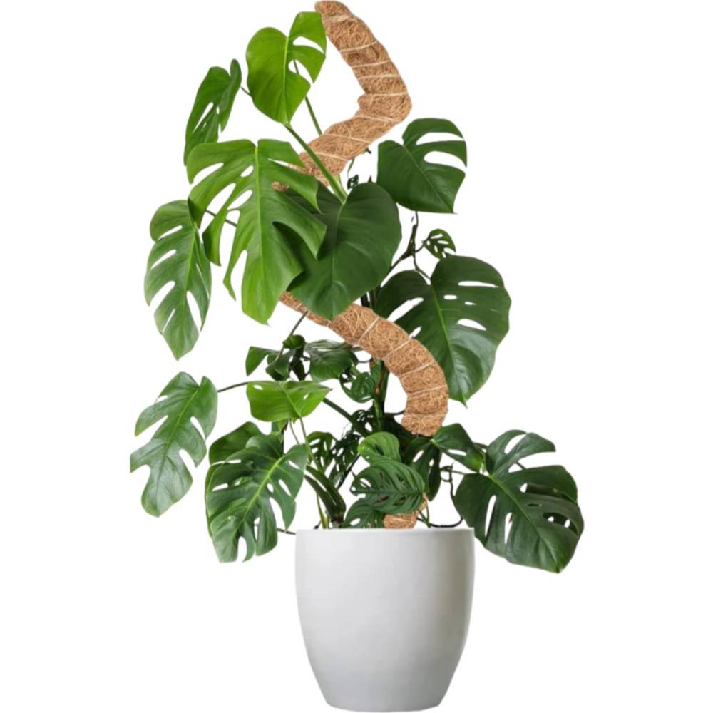 Tuteur en coco flexible et transformable pour les plantes 60CM Paquet de 2 MCBOSON - Image 4