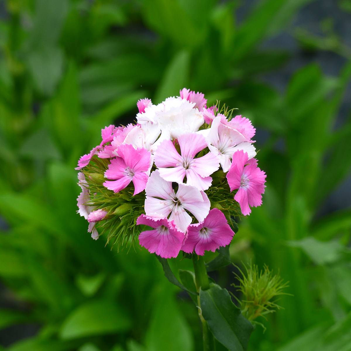 Graines d'Oeillet de poète Flora Pearl Appleblossom - Dianthus barbatus le sachet de 50 graines environ