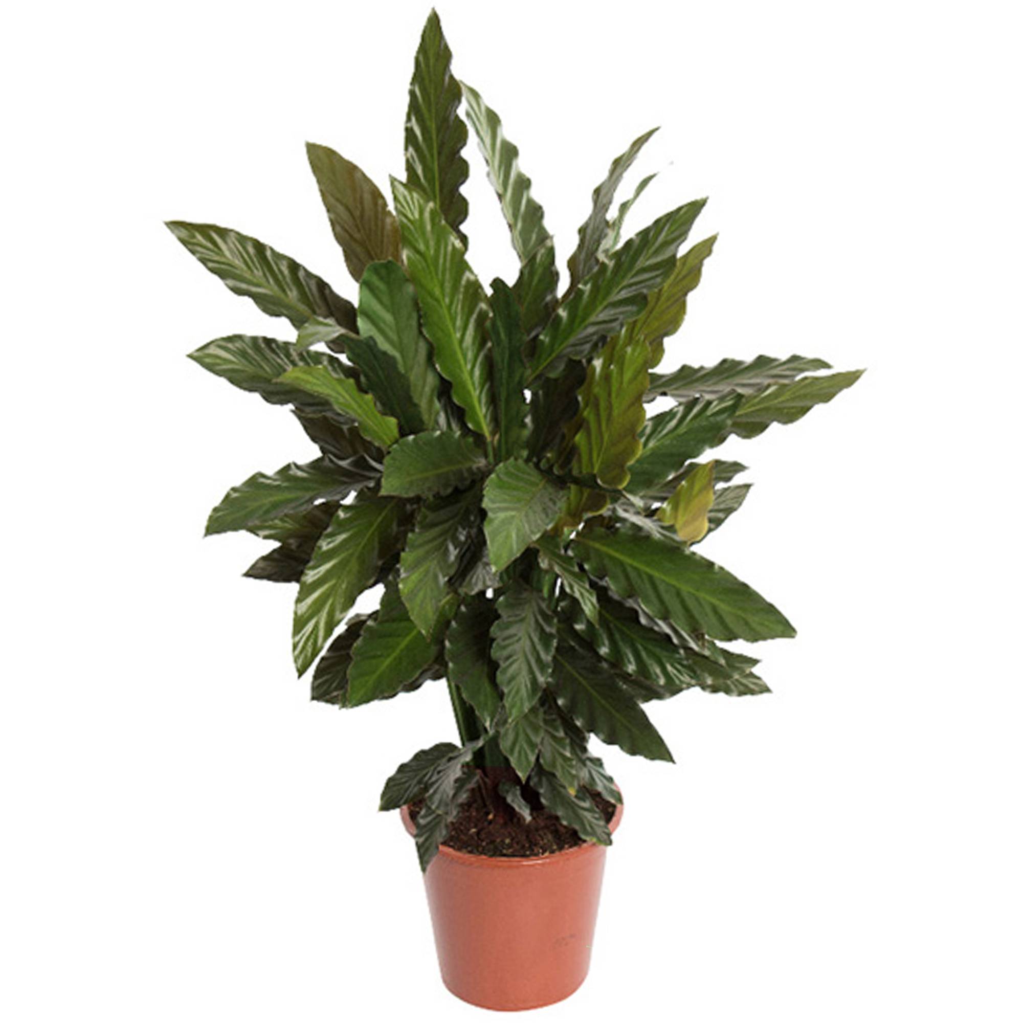 Gardenersdream - Calathea "Blue Grass" | Calathea Velours De 30 À 40 Cm En Pot | Magnifique Plante D'Intérieur  - GardenersDream - Imagen 2