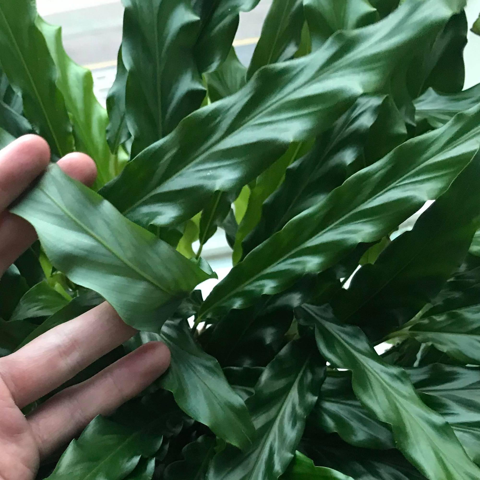 Gardenersdream - Calathea "Blue Grass" | Calathea Velours De 30 À 40 Cm En Pot | Magnifique Plante D'Intérieur  - GardenersDream - Imagen 3