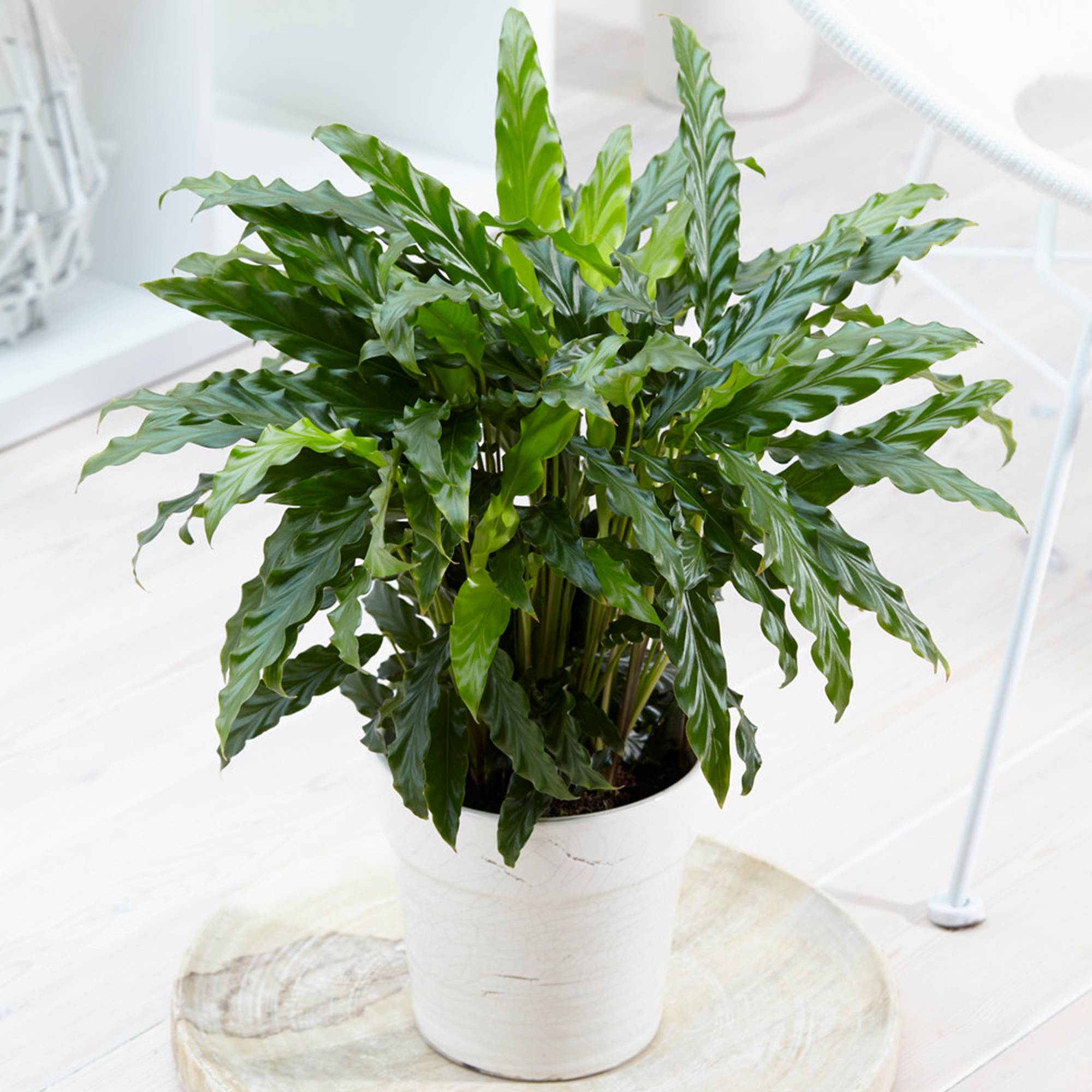 Gardenersdream - Calathea "Blue Grass" | Calathea Velours De 30 À 40 Cm En Pot | Magnifique Plante D'Intérieur  - GardenersDream - Imagen 1