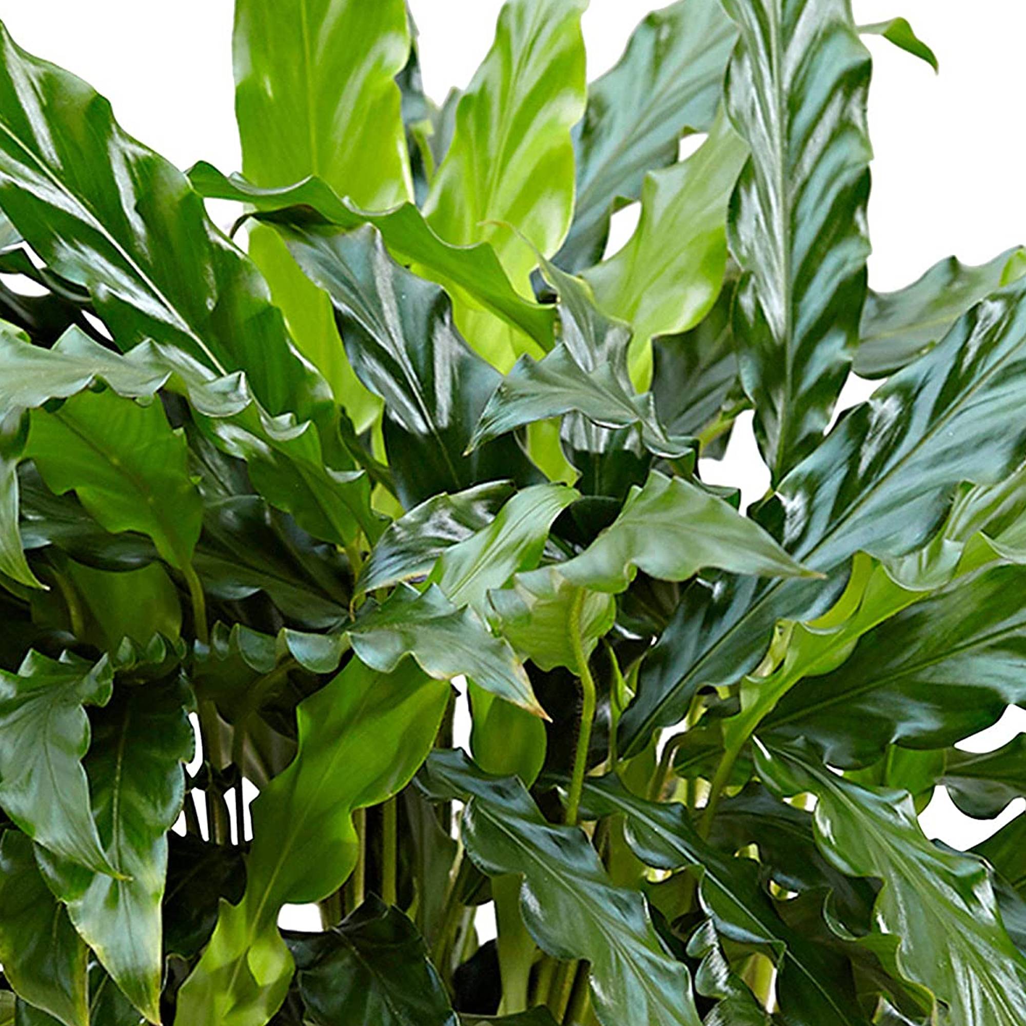 Gardenersdream - Calathea "Blue Grass" | Calathea Velours De 30 À 40 Cm En Pot | Magnifique Plante D'Intérieur  - GardenersDream - Imagen 4