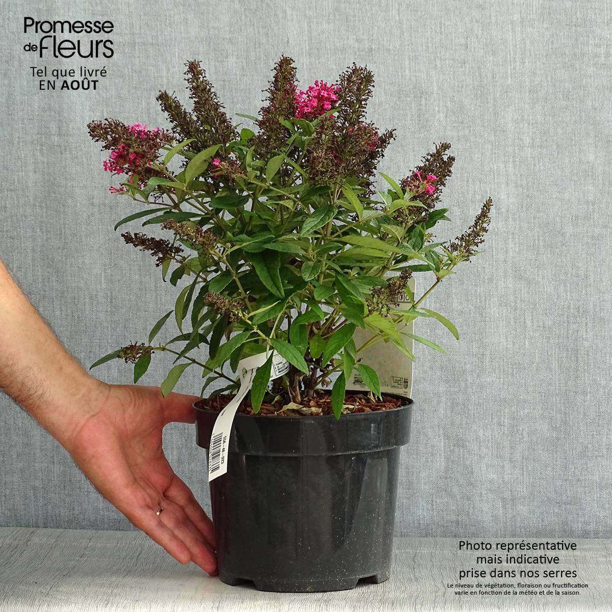 Promesse de Fleurs - Buddleja davidii Butterfly Candy Little Ruby - Arbre aux papillons nain Pot de 3L/4L - Image 2