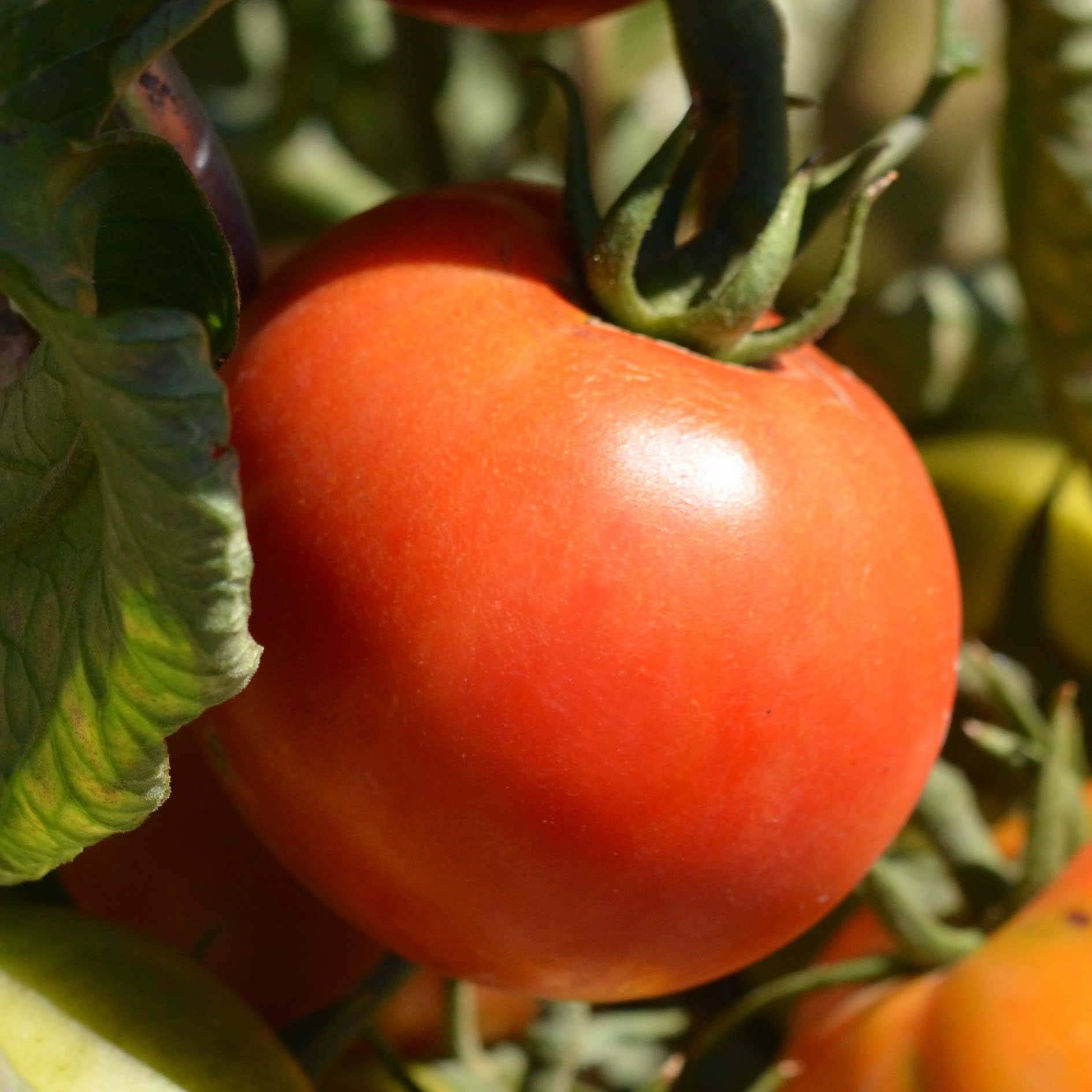 Tomate Cobra F1 en plants - spéciale abris Mini-motte Ø 3/4 cm, Plant vert de 5 cm de haut environ (par 5)