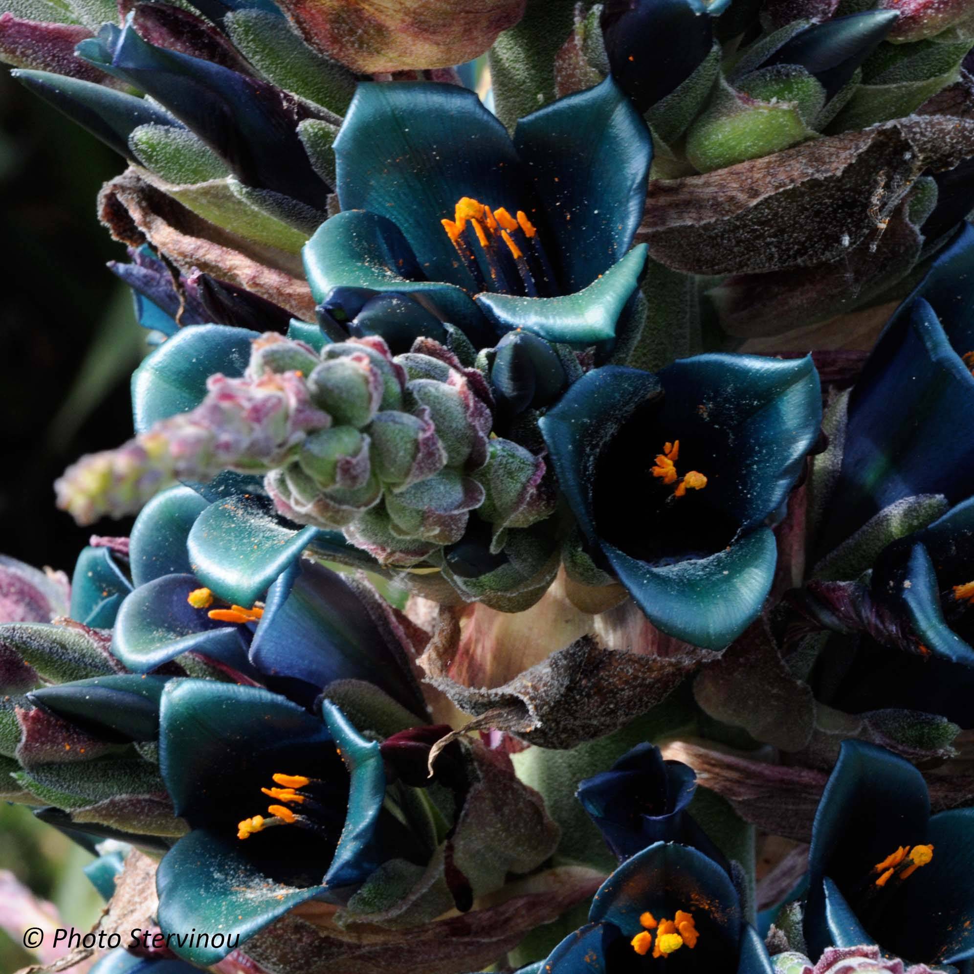 Puya berteroniana Pot de 3L