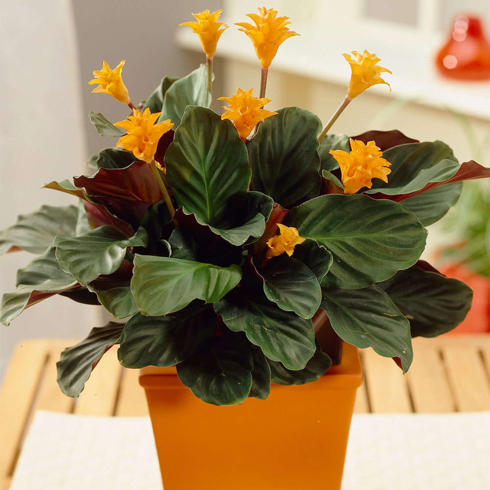 Gardenersdream - Plante D'Intérieur Calathea Crocata – Sublime Calathéa Safrané En Pot De 14 Cm - GardenersDream - Imagen 1