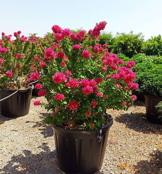 Sans Marque - Adenium obesum cv Namwan Caudex d'environ 150g - Image 5