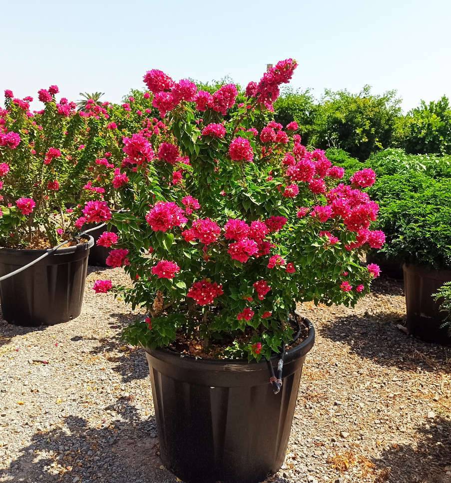 Sans Marque - Adenium obesum cv Namwan  Caudex d'environ 150g - Image 5