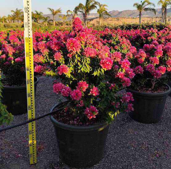Sans Marque - Adenium obesum cv Namwan Caudex d'environ 150g - Image 4
