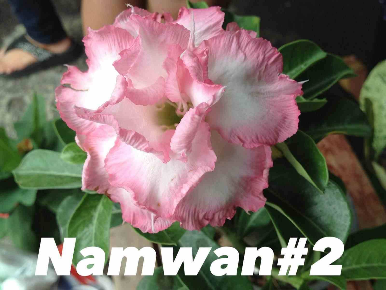 Sans Marque - Adenium obesum cv Namwan  Caudex d'environ 150g - Image 1