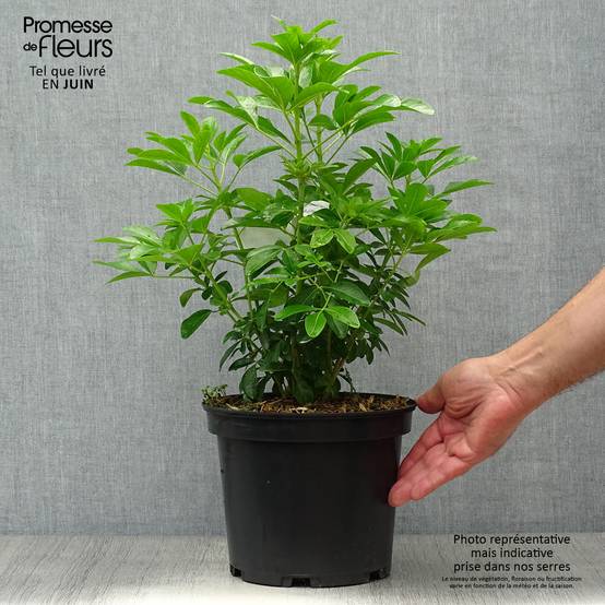 Choisya ternata - Oranger du Mexique Pot de 4L/5L - Image 2