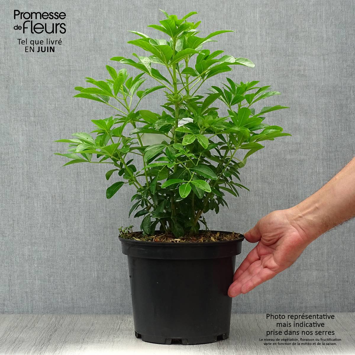 Choisya ternata - Oranger du Mexique Pot de 4L/5L - Image 2
