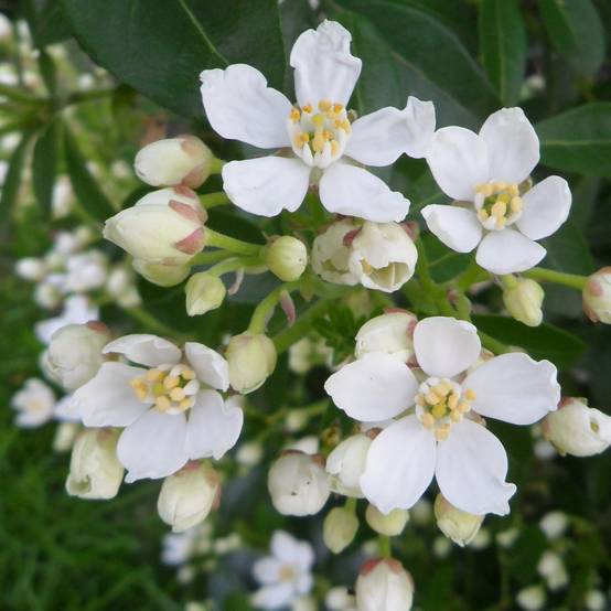 Choisya ternata - Oranger du Mexique Pot de 4L/5L - Image 1