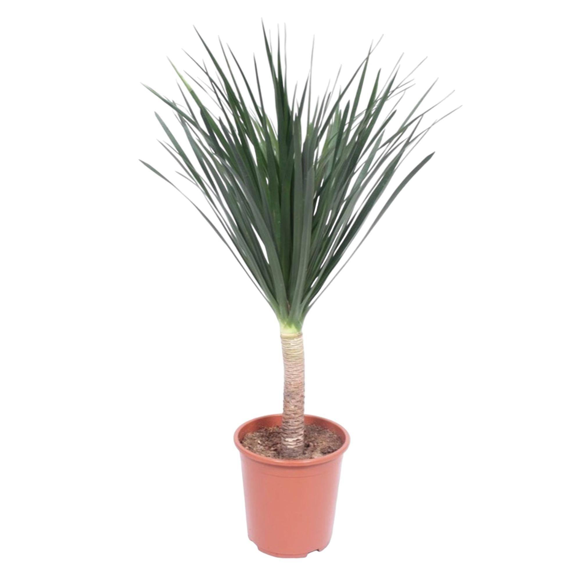 La Green Touch - Dracaena draco 140cm - Plante d'intérieur- La Green Touch - Imagen 1