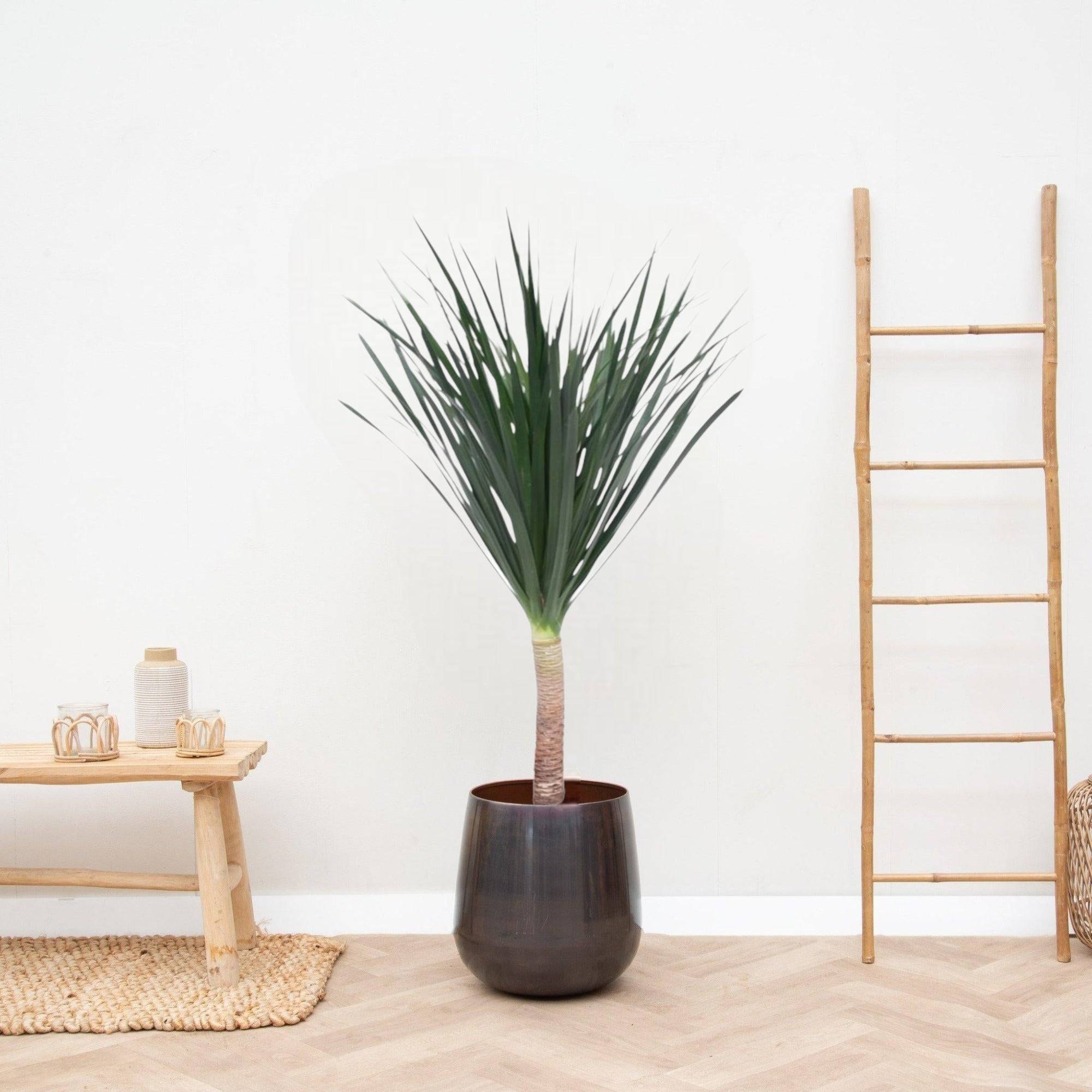 La Green Touch - Dracaena draco 140cm - Plante d'intérieur- La Green Touch - Imagen 3