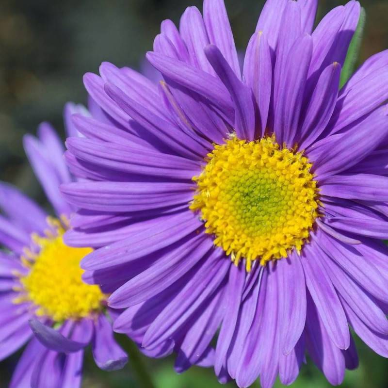 Aster grand d'automne Davey's True Blue, Aster Novi-belgii à fleurs Bleue/ - feuillage Semi-Persistant - Godet - 5/20 cm - Imagen 1