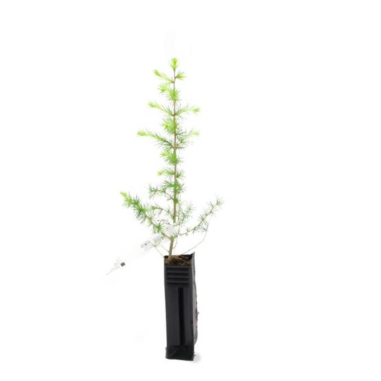 Mélèze hybride (Larix eurolepis) - Godet - Taille 20/40cm - Pépinières Naudet - Image 1
