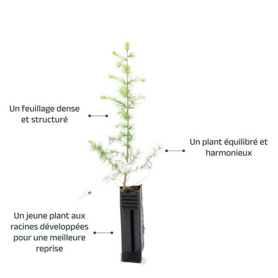 Mélèze hybride (Larix eurolepis) - Godet - Taille 20/40cm - Pépinières Naudet - Image 2