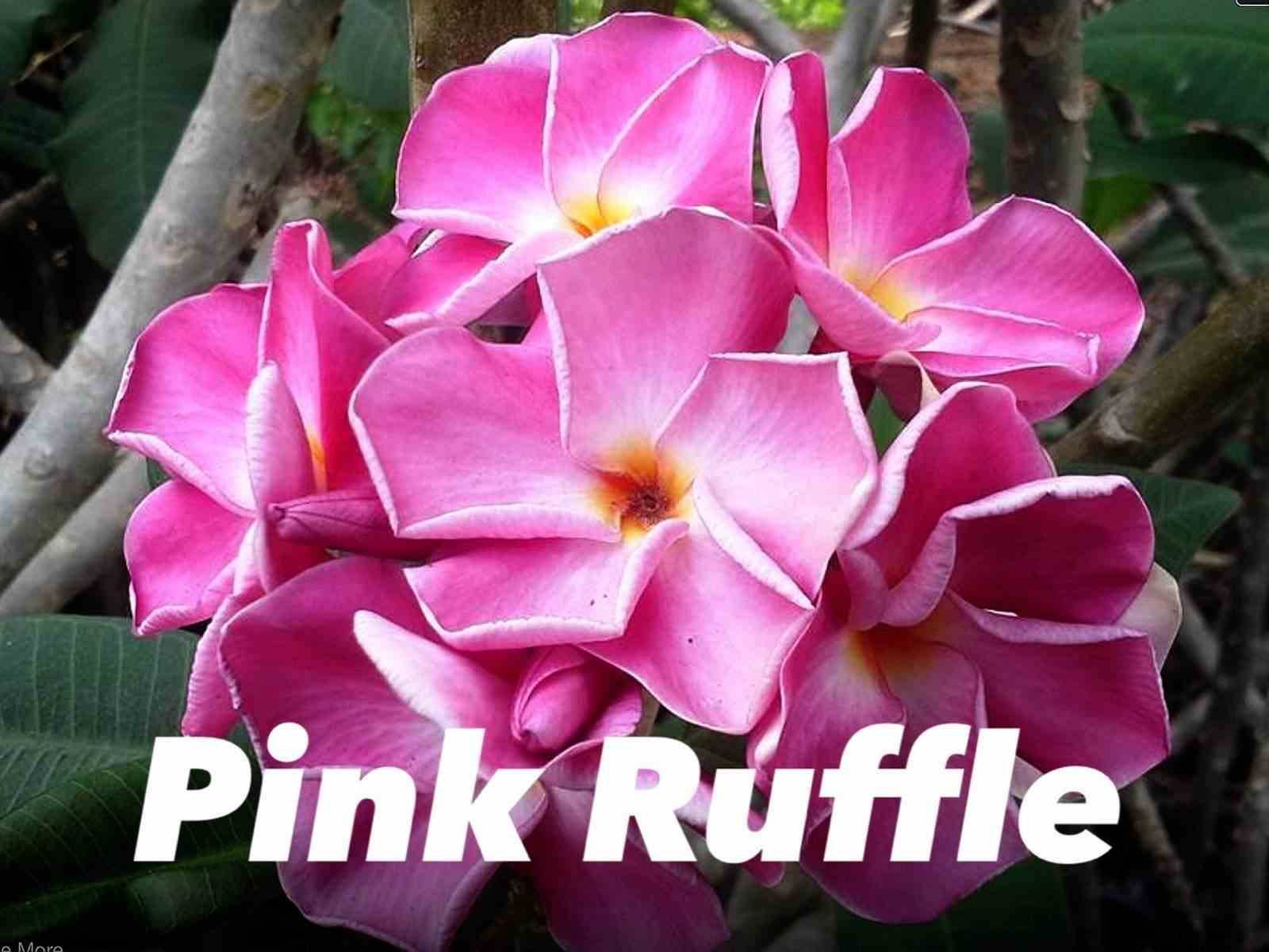 Sans Marque - Plumeria rubra "Pink Ruffle" (frangipanier) Couleur floraison:Rose - Taille:Pot de 2 litres ? 20/30 cm