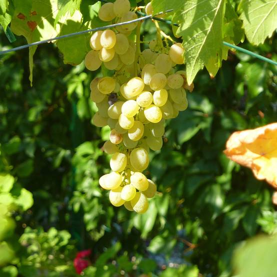 Promesse de Fleurs - Vigne de table Corniola - Vitis vinifera Pot de 1,5L/2L