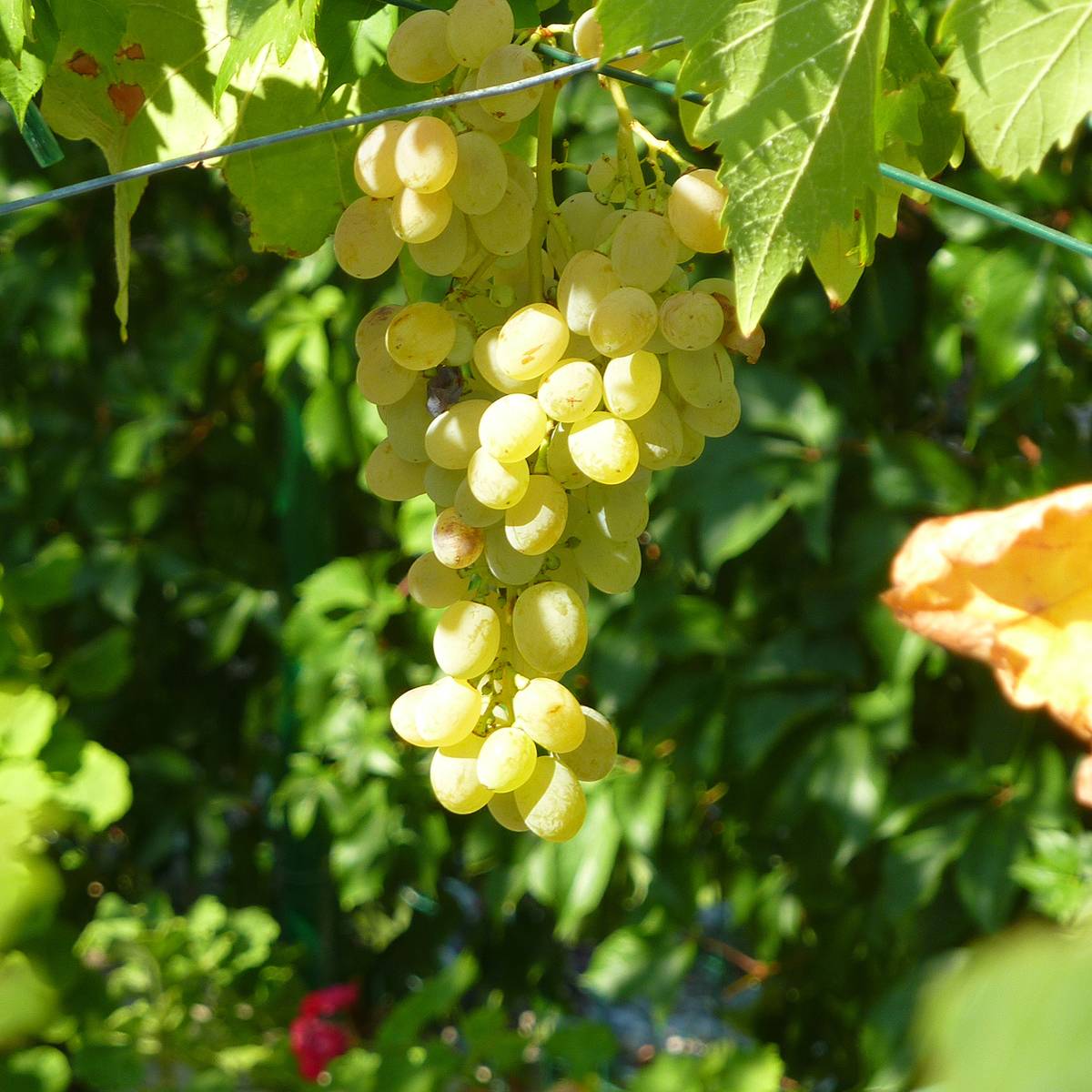 Promesse de Fleurs - Vigne de table Corniola - Vitis vinifera Pot de 1,5L/2L