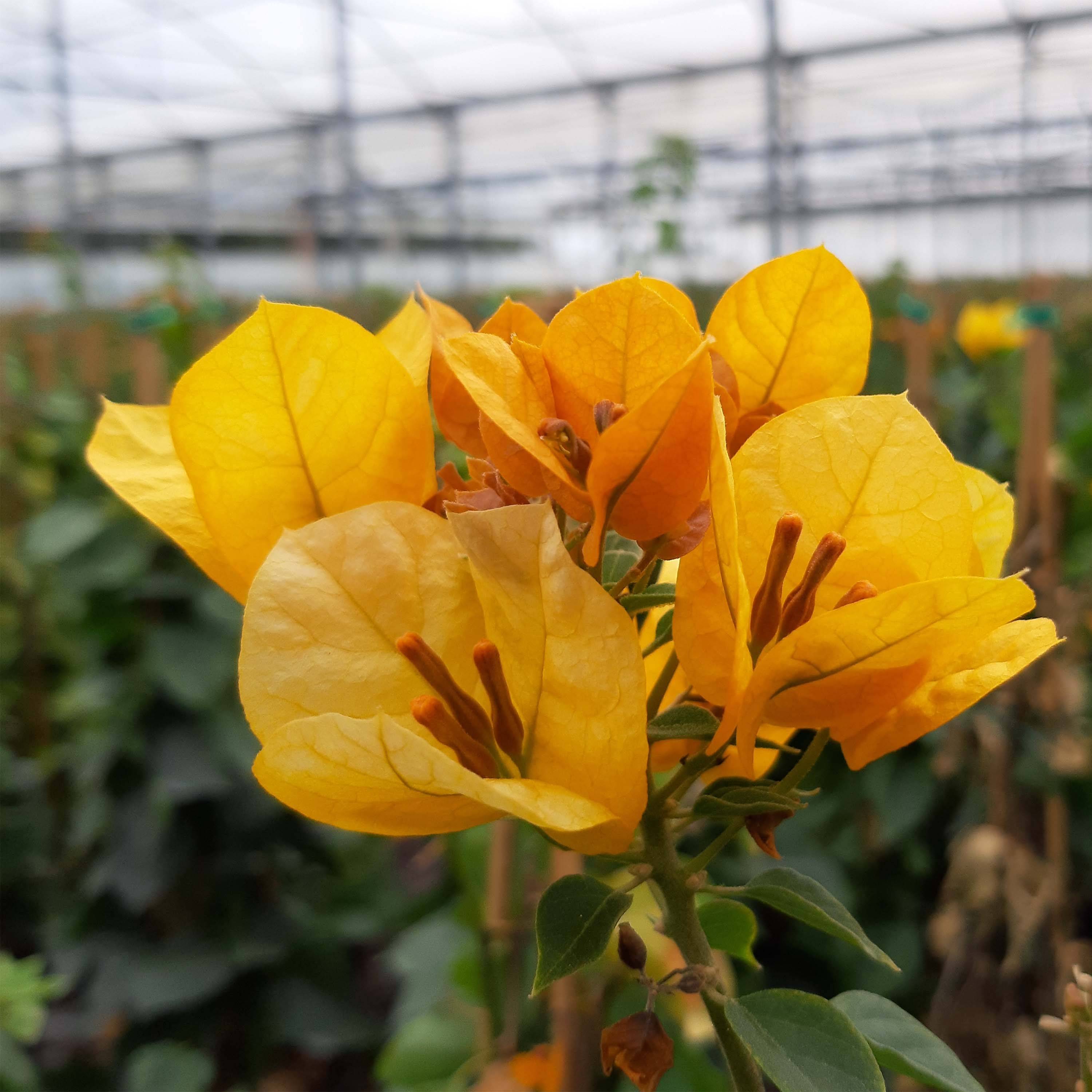 Promesse de Fleurs - Bougainvillier spectabilis Jaune Pot de 2L/3L